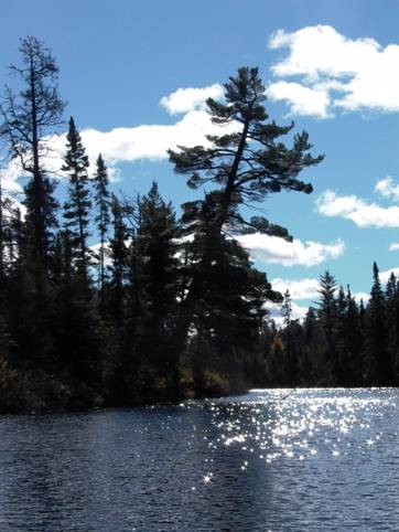 Pine on the River