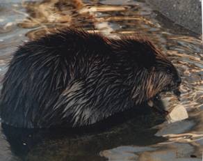 Beaver Feeding