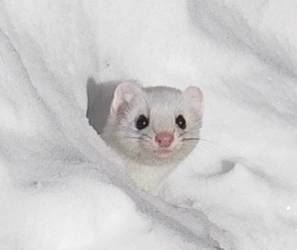 Charlie the Ermine