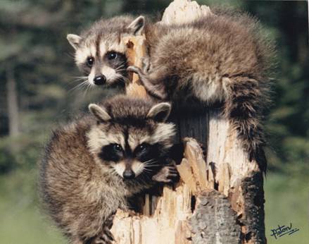 The Raccoons