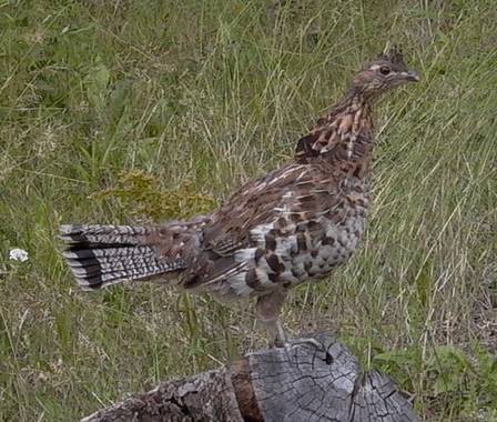 Ruffed Grouse