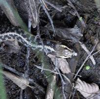 Garter Snake