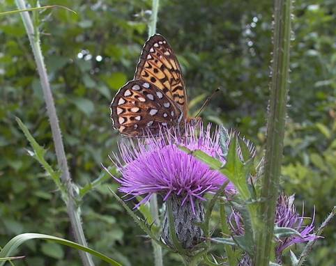 Fritillary