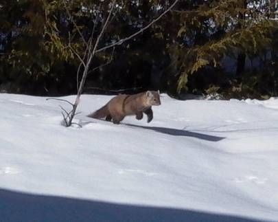 Pine Marten