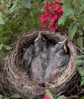 Sleeping Robins