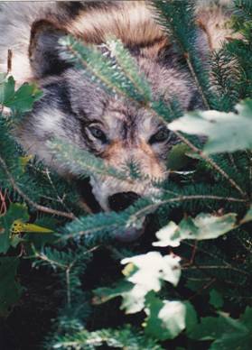 Timber Wolf